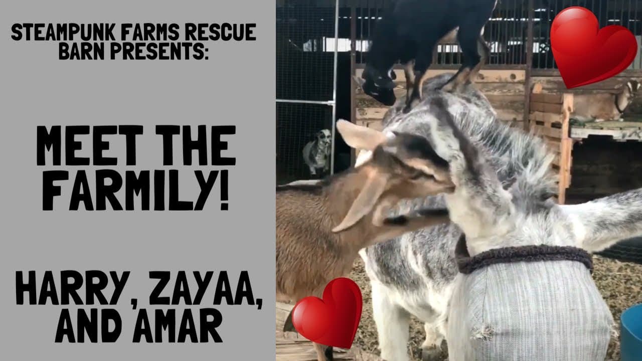 Old Donkey & Two Baby Goats - Try To Not Laugh!