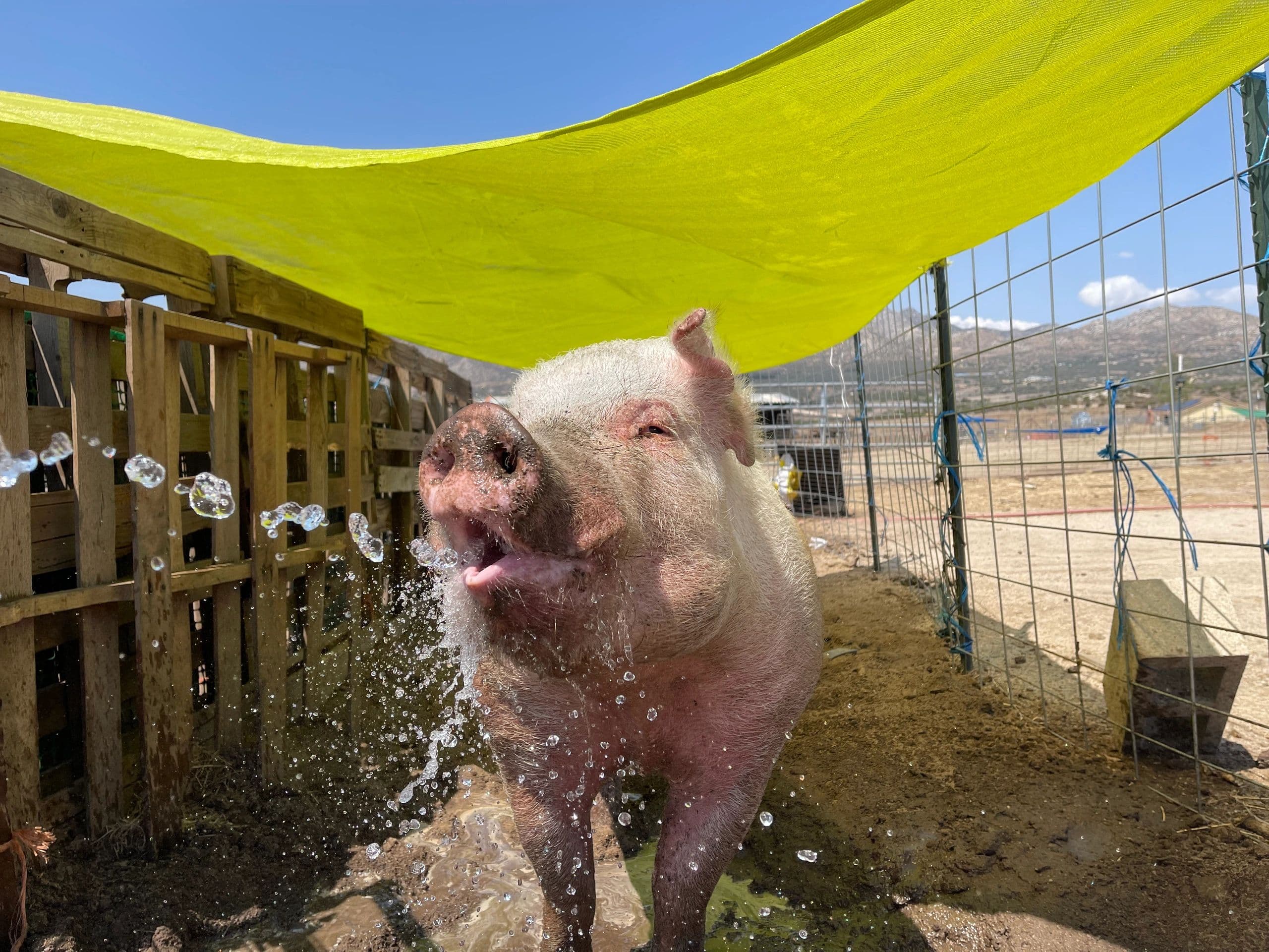Nature's Cool Tricks — How Sanctuary Animals Beat the Heat Without AC