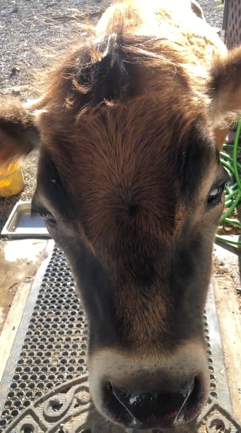Sammy and the Sliding Glass Service Window — A Rescued Cow Learns to Ask for What He Wants
