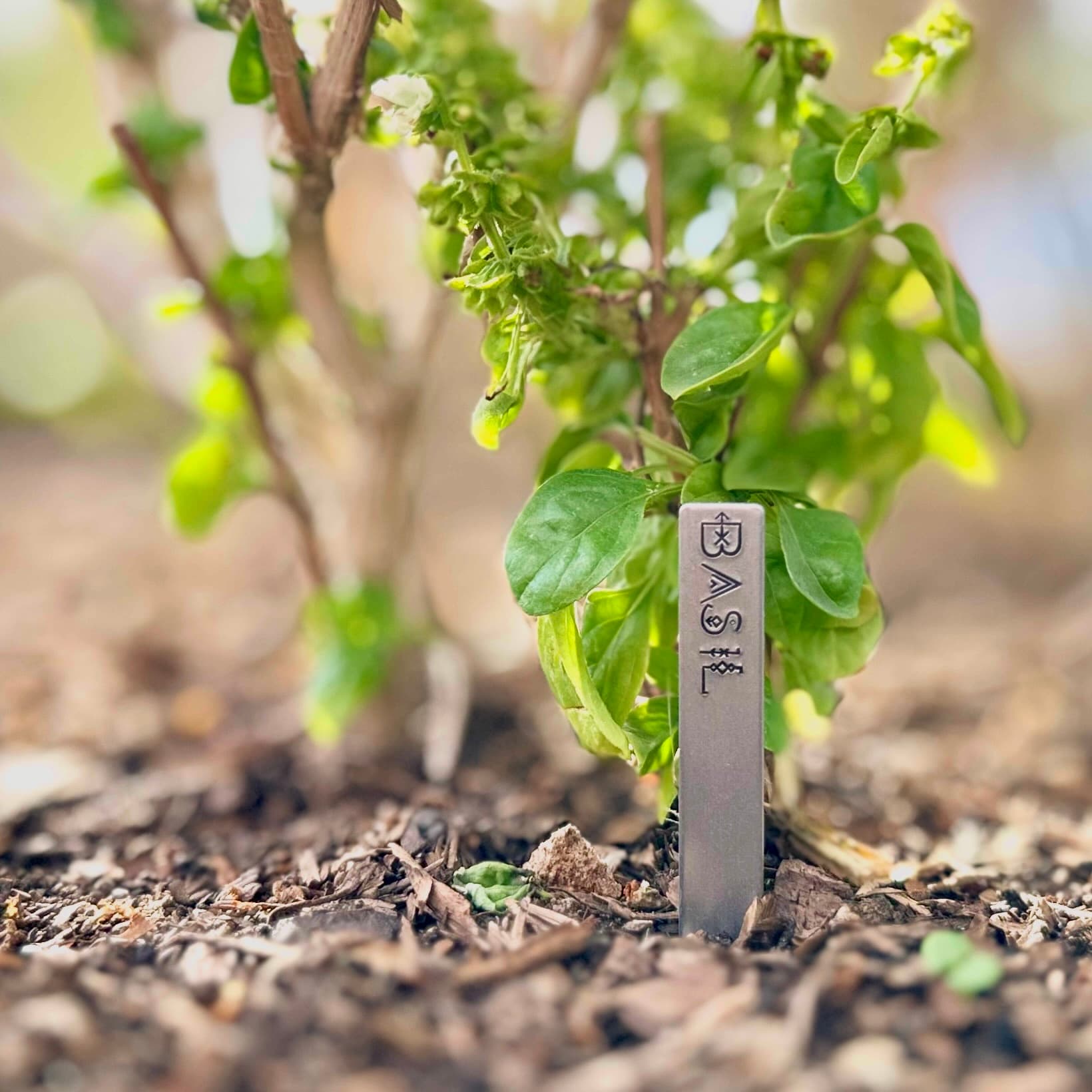 Metal garden stake in soil next to basil plant. Aluminum marker with hand-stamped text and decorative glass bead topper identifies the herb variety.