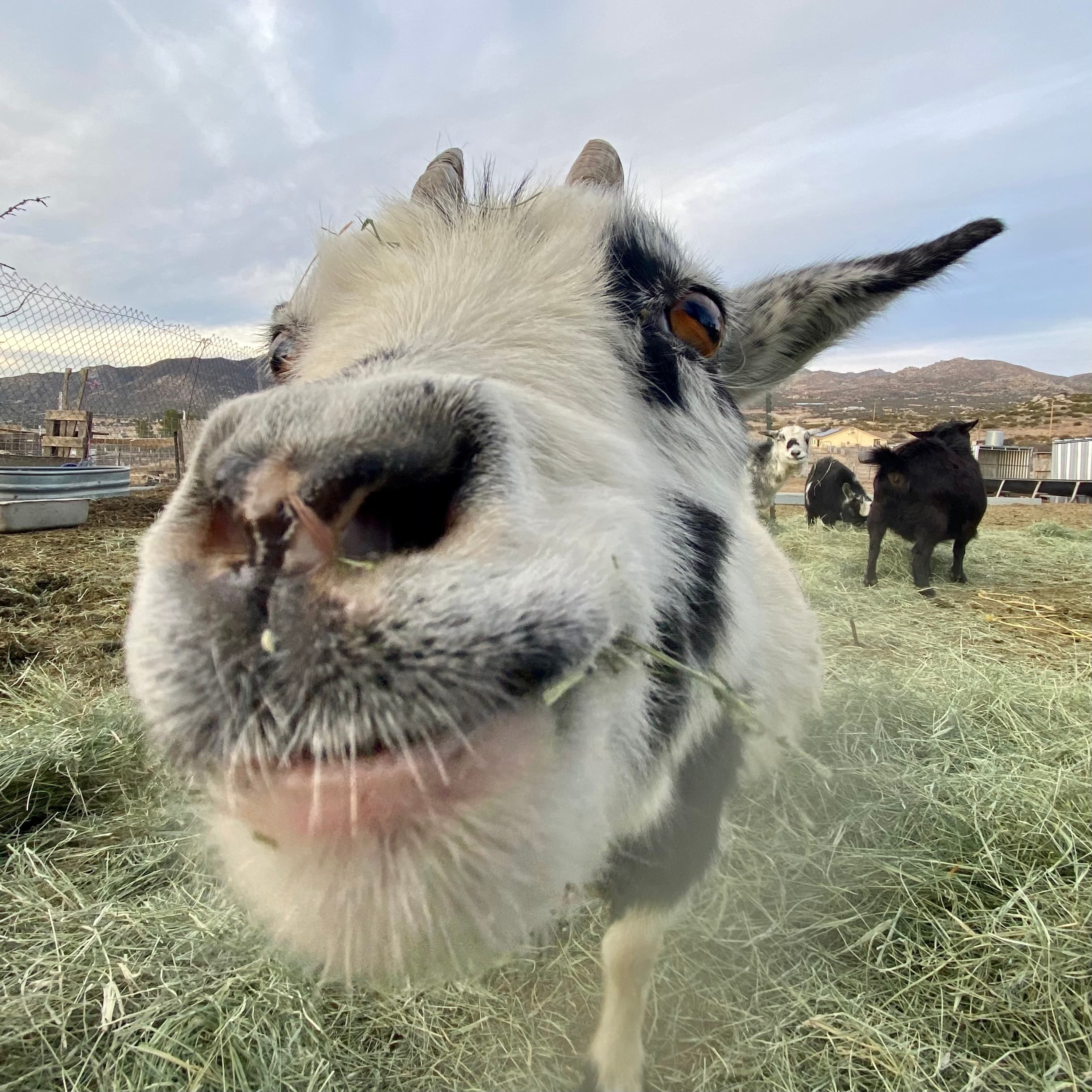 Advocacy Academy - The Reveal