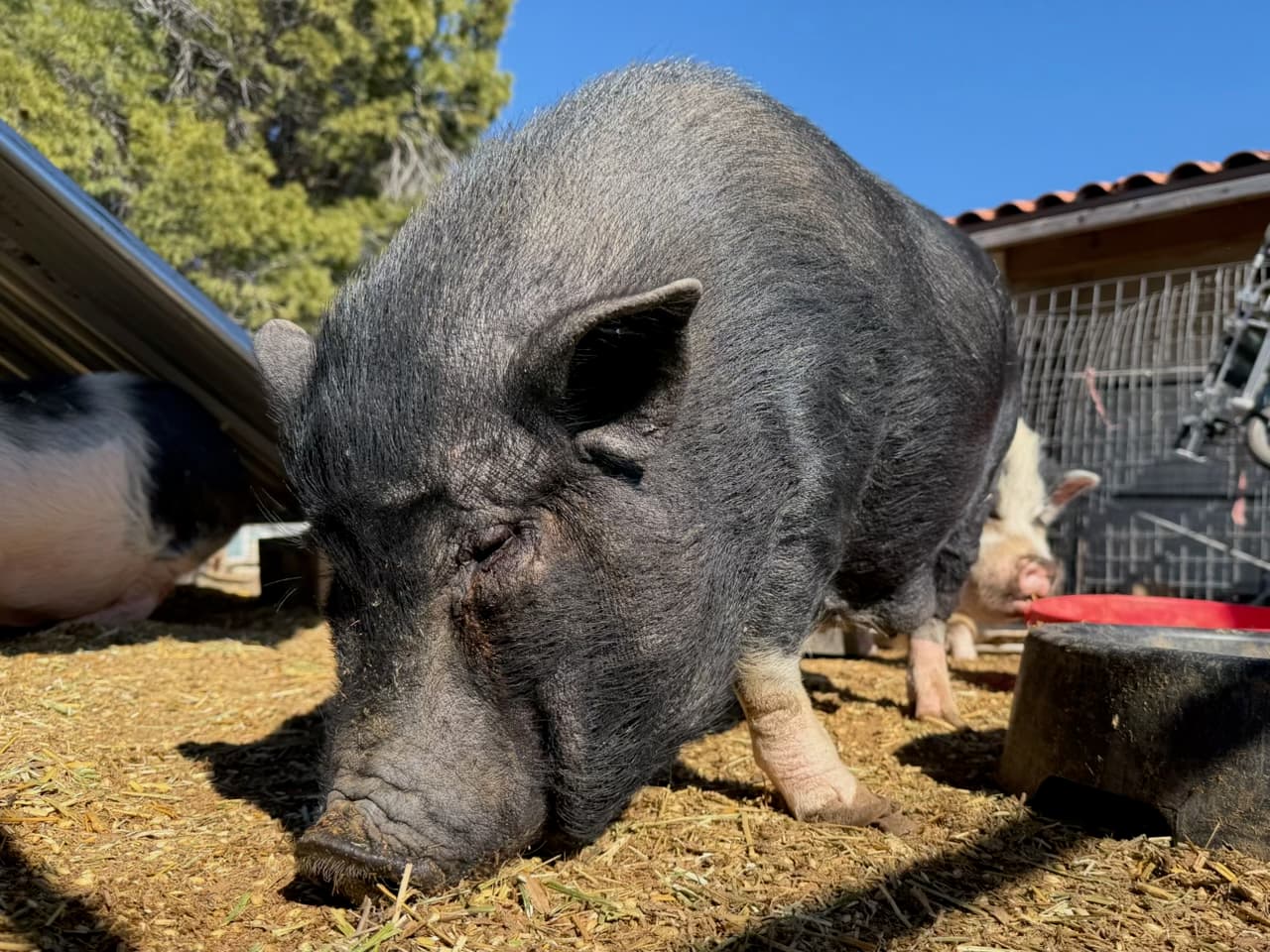 A large pot-bellied pig with dark gray, bristled fur stands with snout lowered to a straw-covered dirt floor, appearing to root or sniff the ground in bright midday sun. Shot from a low, close angle, the pig dominates the foreground with its rounded, compact body and wrinkled face, while a second light-colored pig rests near a red feeder and wire enclosure in the background. A leafy green tree and vivid blue sky are visible behind a partially shaded outdoor pen structure.