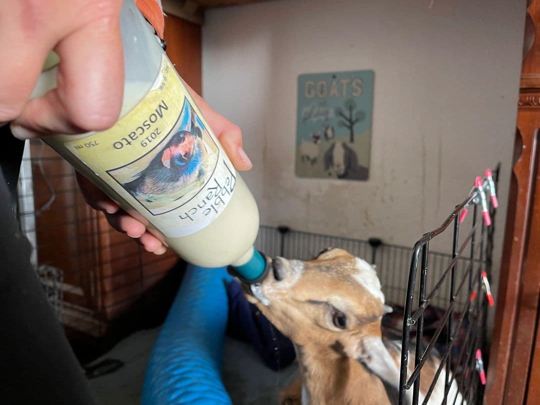 Dear Humans, About Your Eyes.