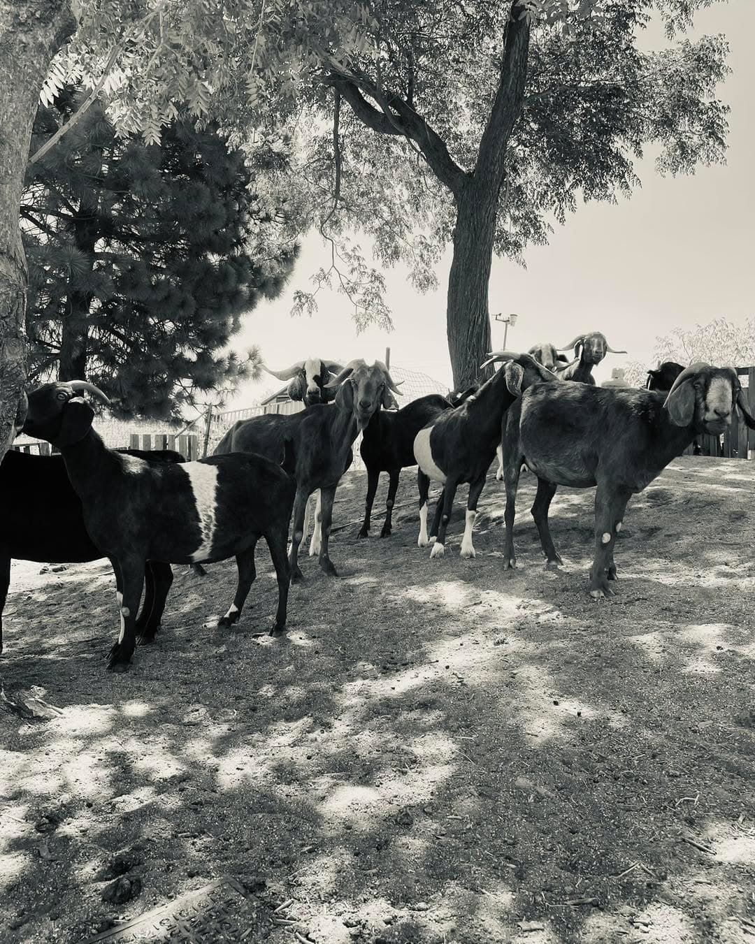 The Grove Goat Herd wishes you a fall-tastic Autumnal Equinox.