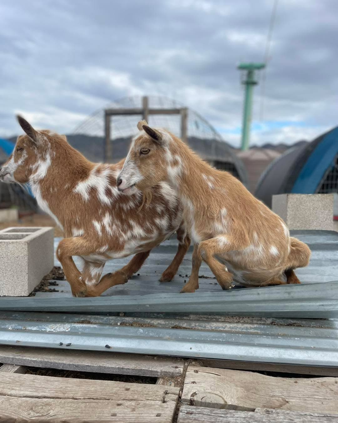A mother and son, morning photo shoot.
