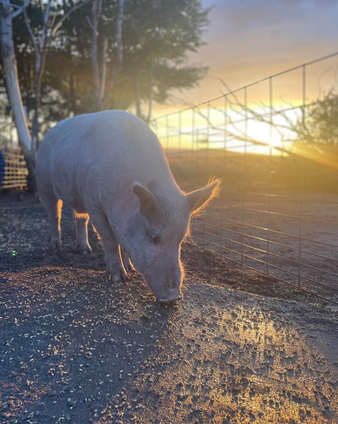 The sun sets over Rambo as the days get shorter and coats get thicker.