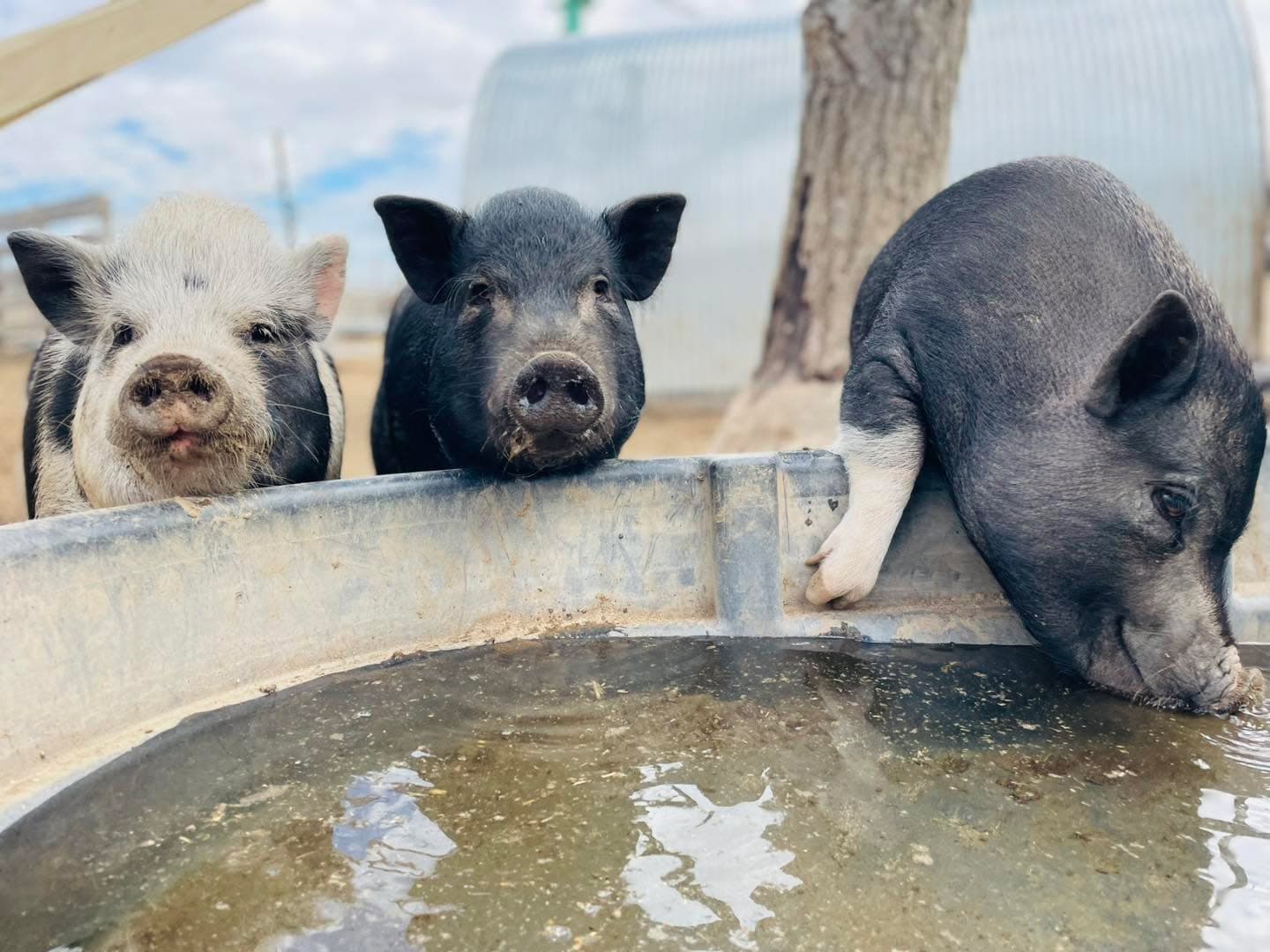 I swear I didn’t pose them.