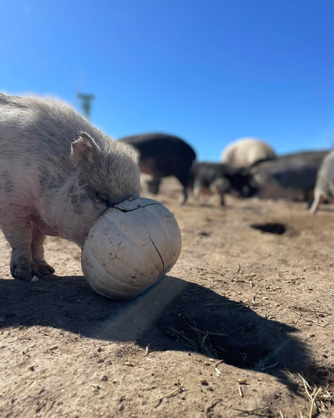 It’s pumpkin time!