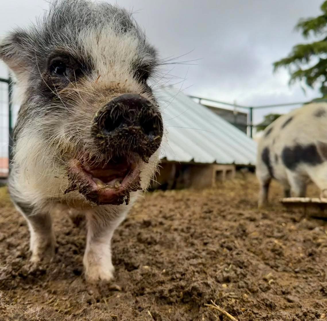 We all survived the first rain-pocalypse of the season, but Queen Leia will b...