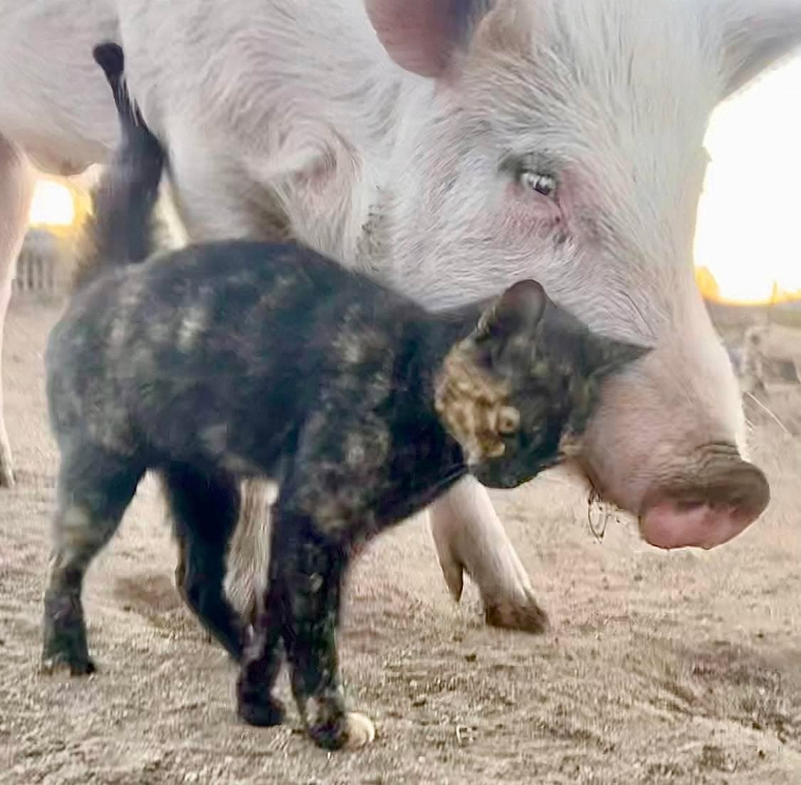 Farm cats are just built different.