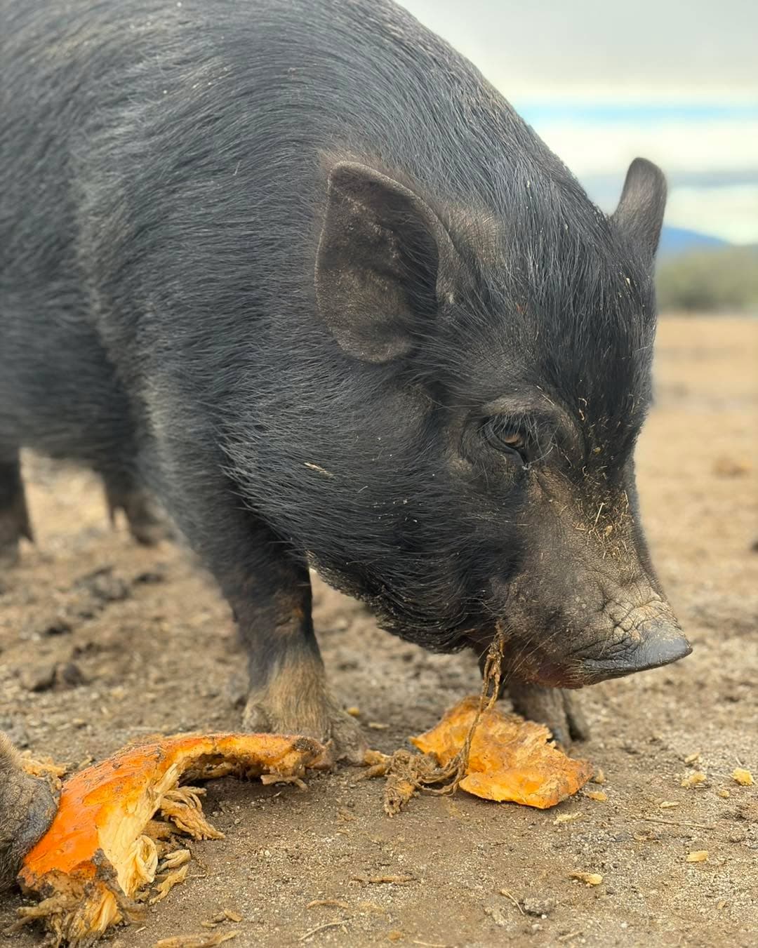 The best thing after a mud facial is a pumpkin cleanse! (1 of 2)