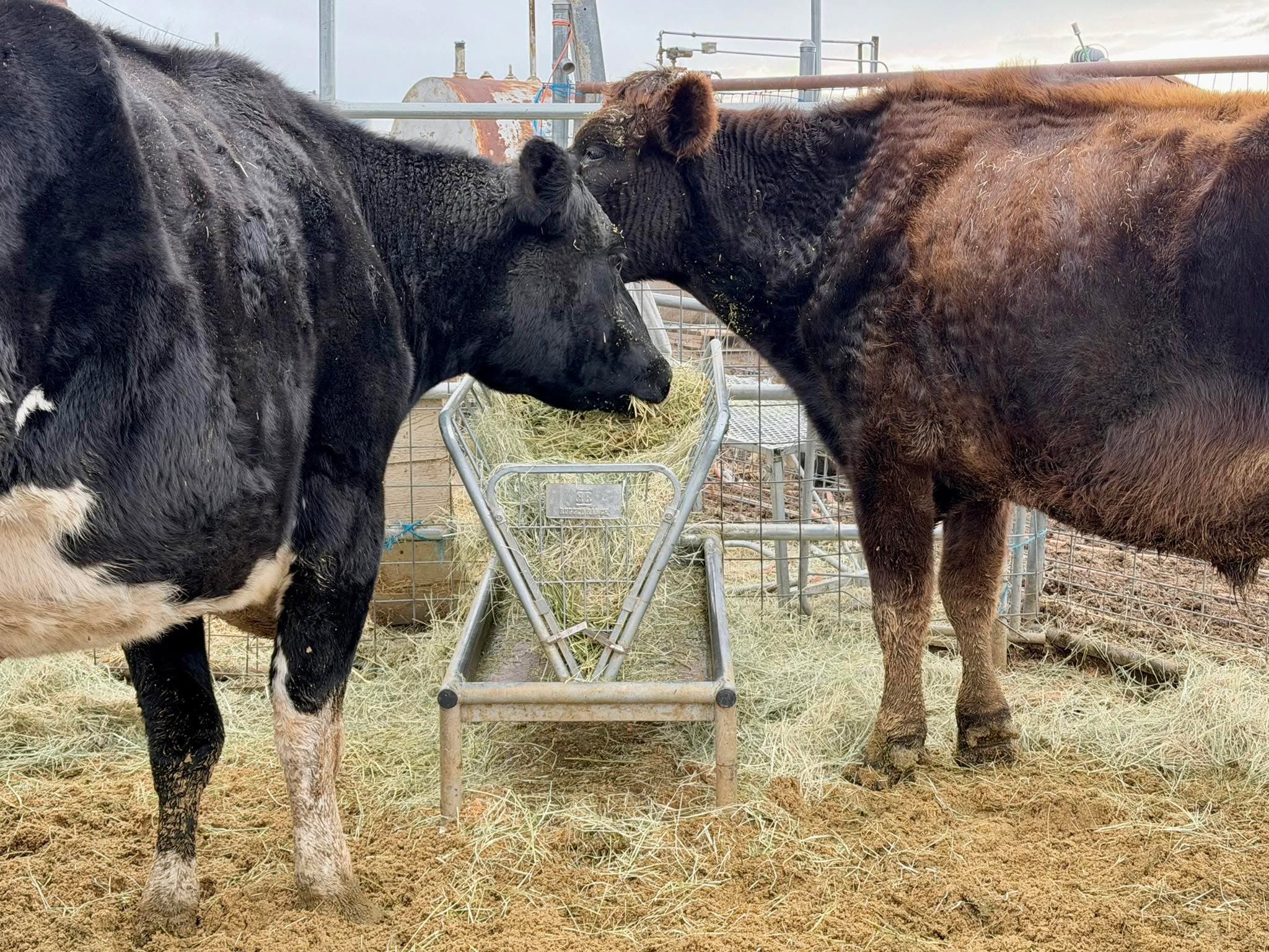 UPDATE on Bubbles’ Formal Mud Complaint: it has been officially logged… and a...