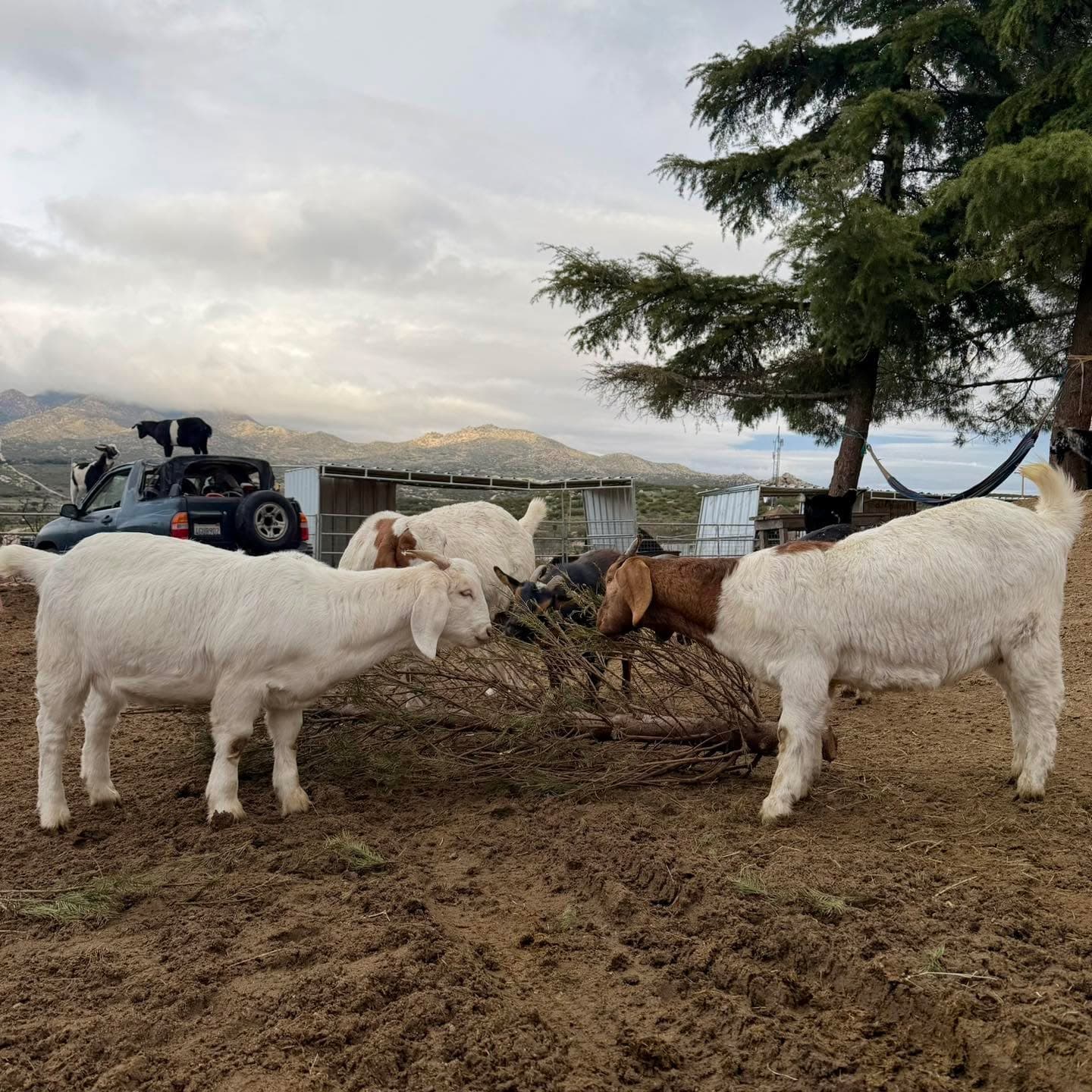 You know it’s January when the once-magical Christmas tree has become little ...