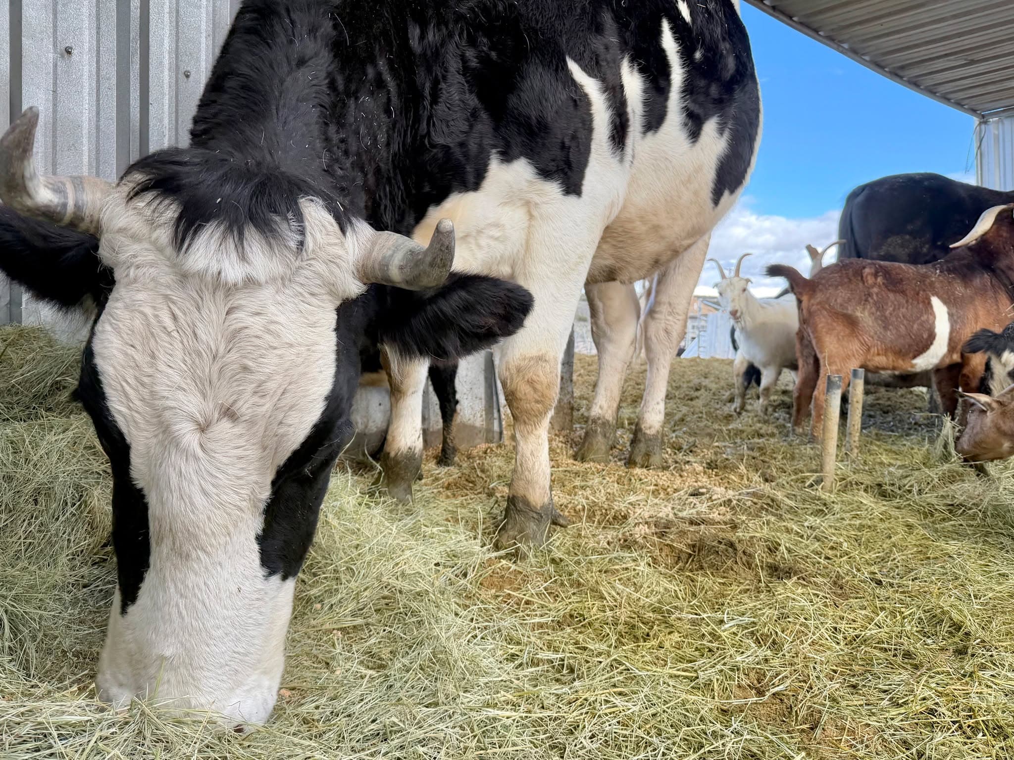 Pearl & the Pirate Ship Goats 🏴☠️🐐