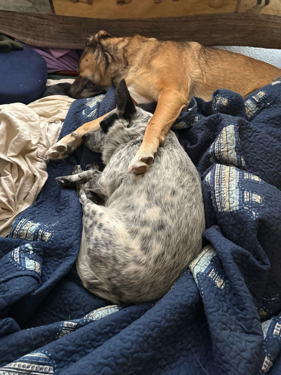 Temperance snuggles her angsty little friend so cute.