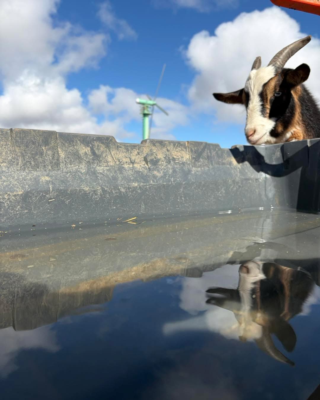 Dale thinks the feed cart got the rain total pretty spot on!