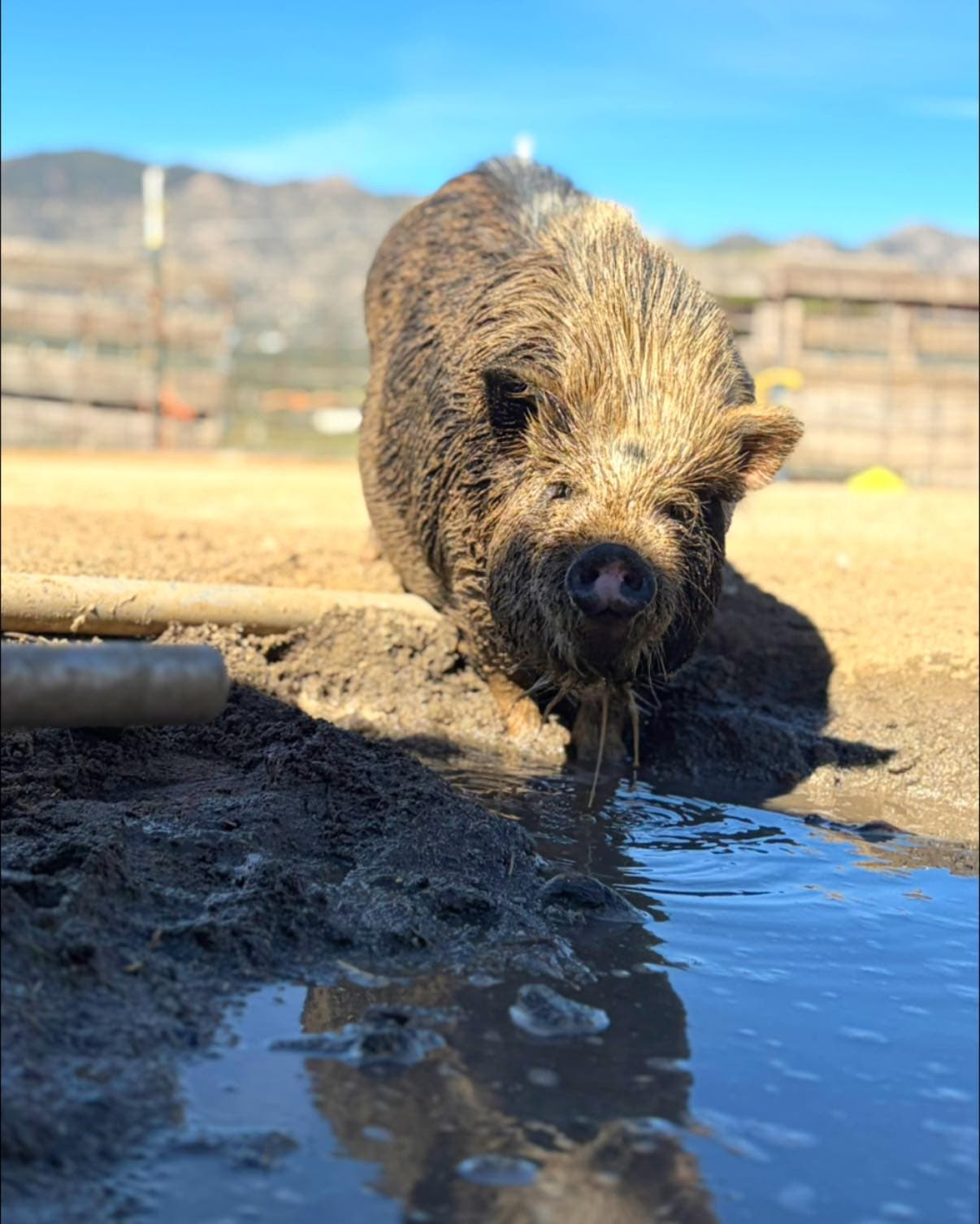 When the temperature spikes, 80 F in February, 35 degrees hotter than one wee...