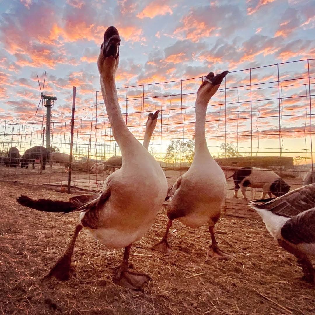 HONK HONK HONK HONK HONK HONK HONK HONK HONK HONK HONK HONK HONK HONK HONK HO...