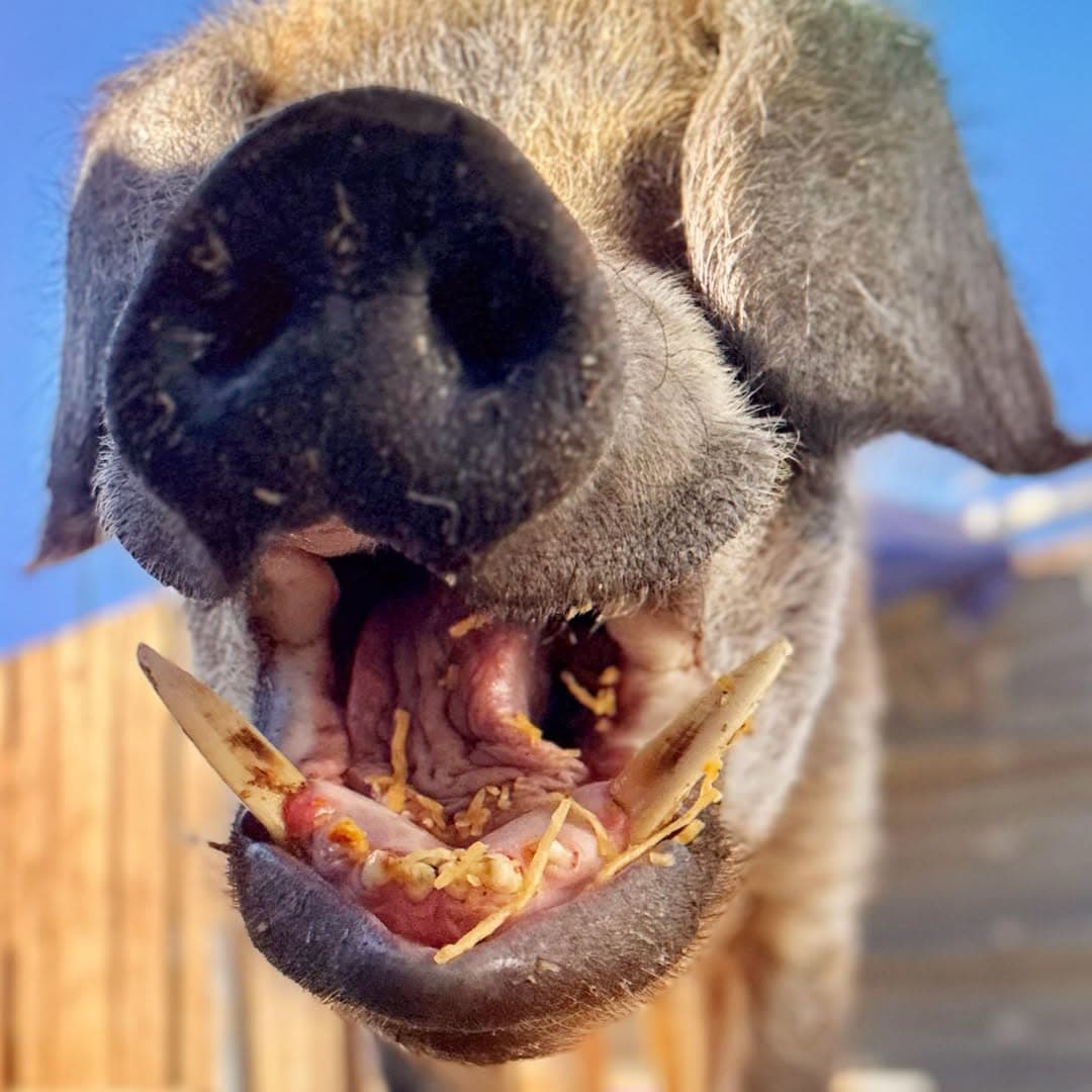 Sylvester (Sly) the Farm Hog