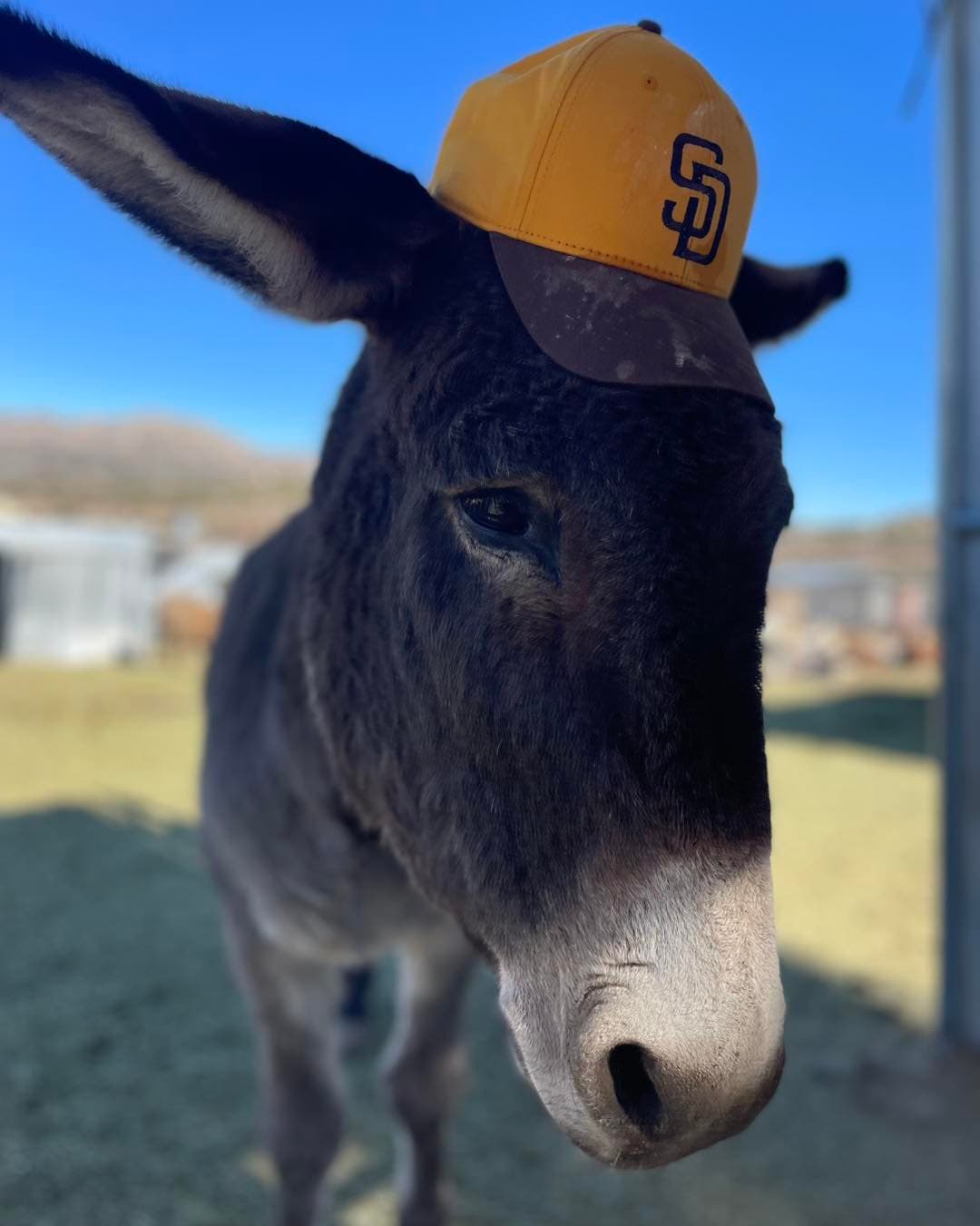 Smokey the Donkey