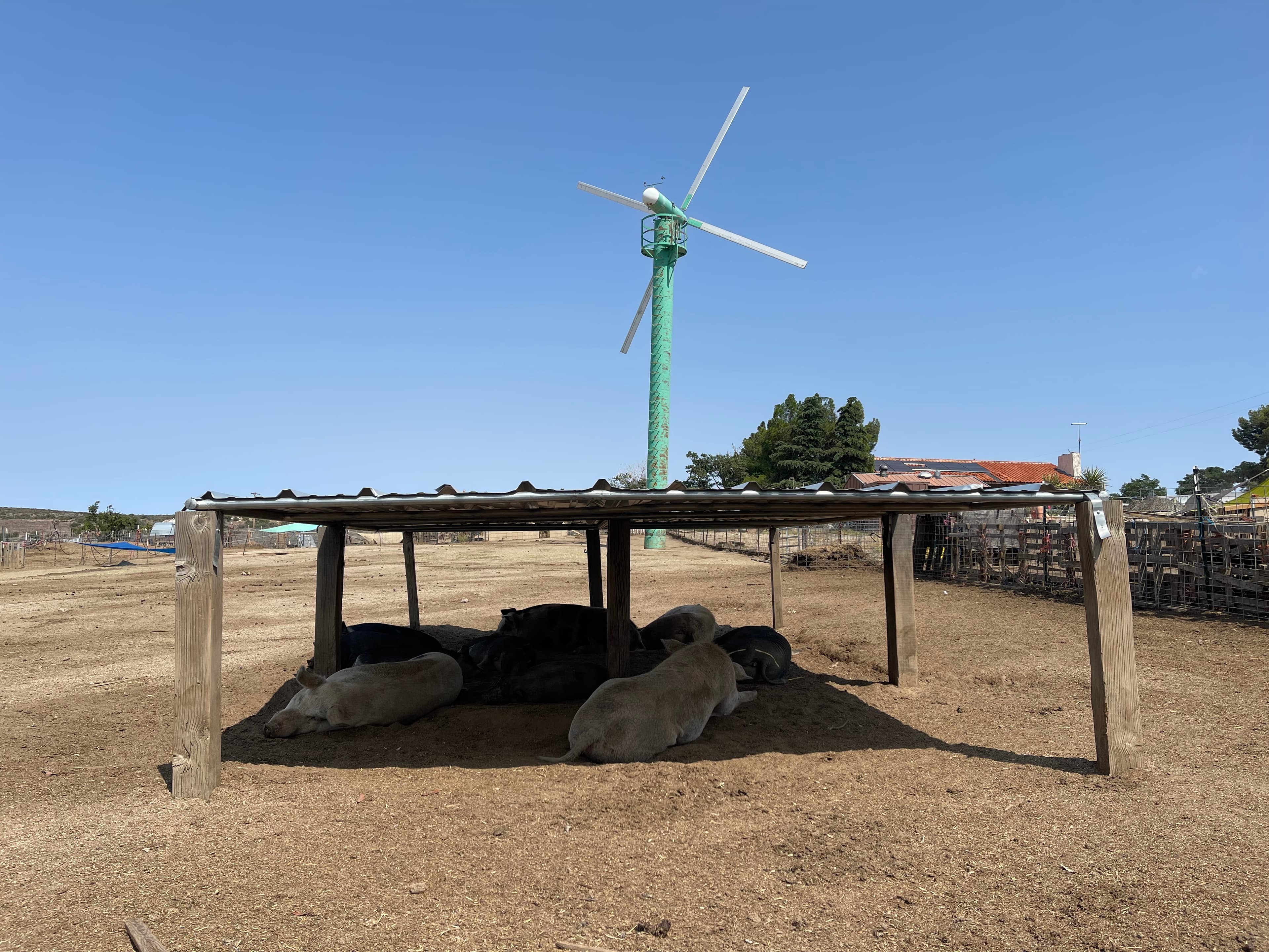 A group of pigs, ranging from pale pink to dark black, lie pressed together in the shade beneath a low open-sided shelter with a corrugated metal roof supported by wooden posts. The animals are resting on bare dirt in what appears to be bright midday sun, their bodies clustered tightly under the structure. Behind them, a green small-scale wind turbine rises against a cloudless blue sky, with trees and a building with a red tile roof visible in the distance across the dry, open sanctuary grounds.