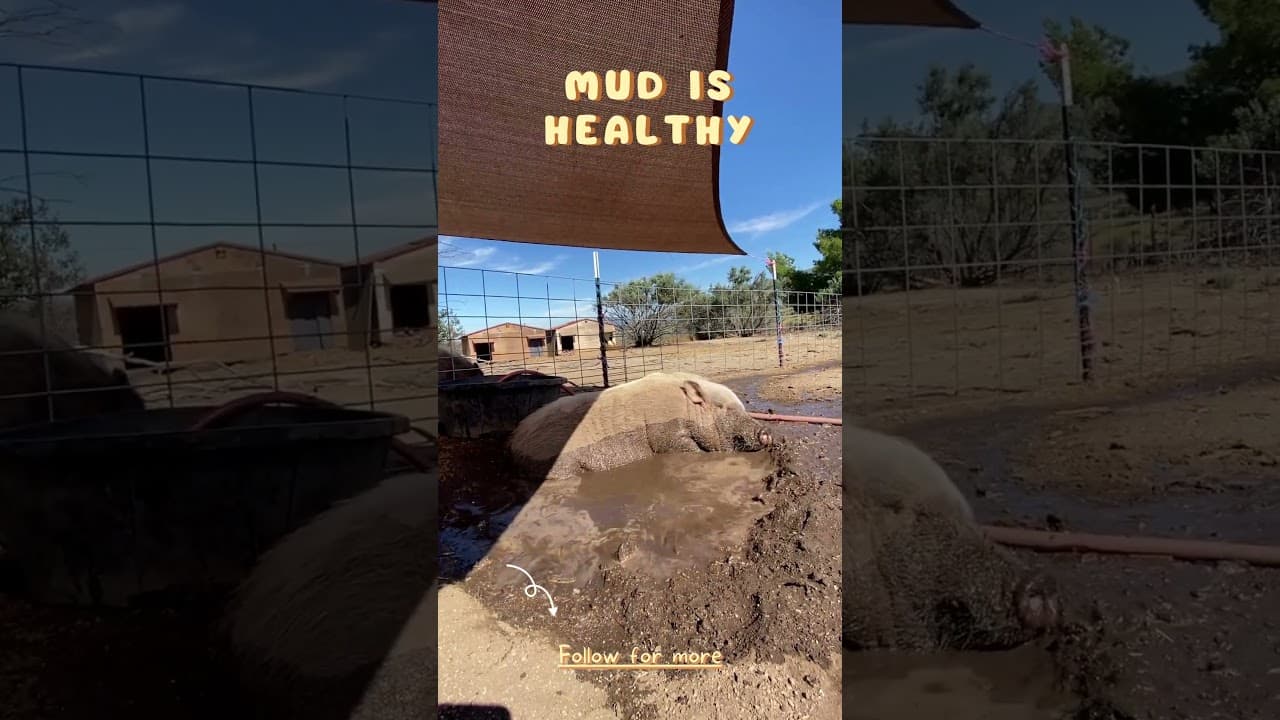 Mud Spa @ Steampunk Farms Rescue Barn