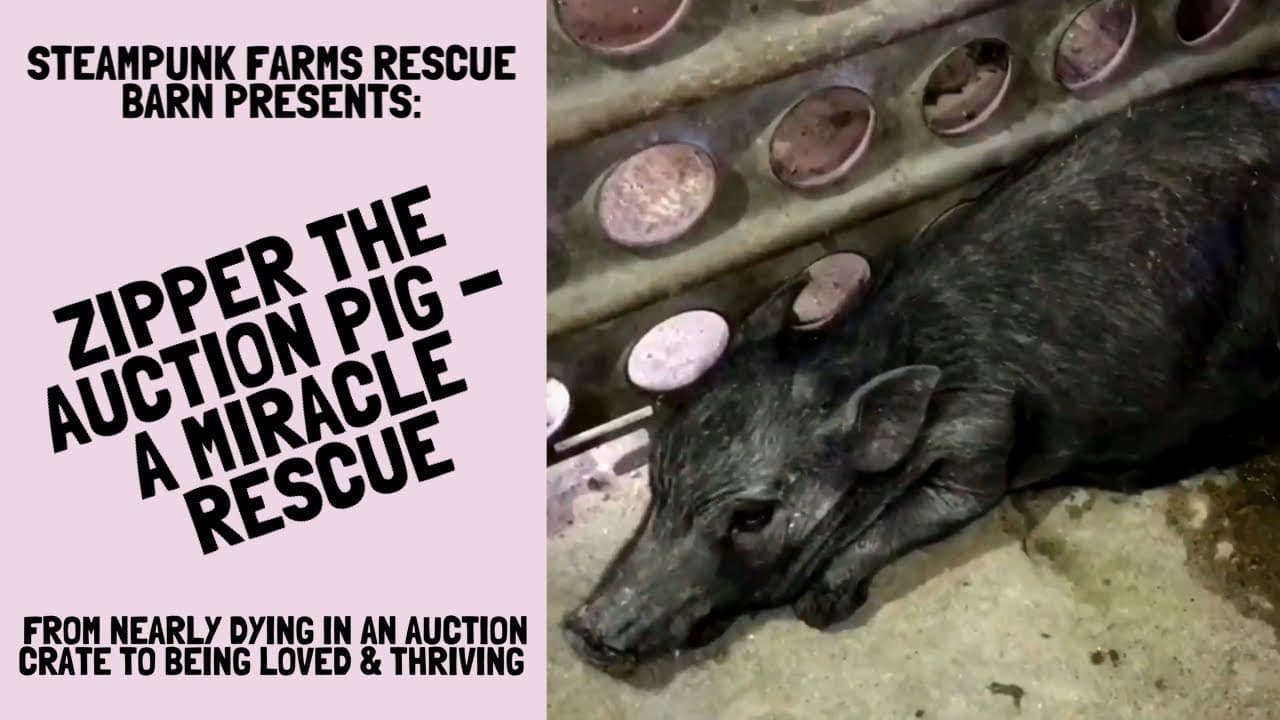 Zipper, The Auction Pig - Amazing Rescue and Transformation!