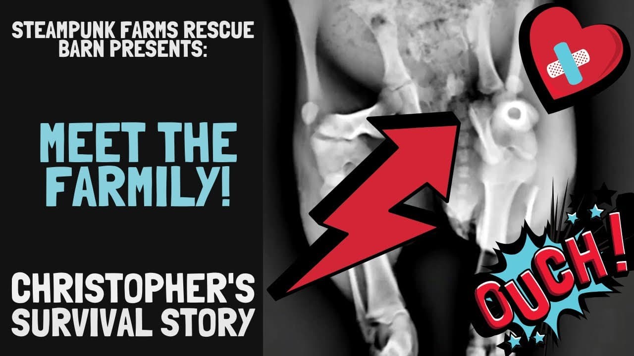 A black-and-white veterinary X-ray of a small animal, likely a piglet, fills the right half of the thumbnail, showing the skeletal structure of the torso and hindquarters against a dark background. A bold red lightning bolt graphic overlaid on the image points toward what appears to be a visible abnormality in the hip or leg area. Bright teal and white text on the left reads "Meet the Farmily — Christopher's Survival Story," presented by Steampunk Farms Rescue Barn, with comic-style "Ouch!" and bandaged-heart graphics adding visual emphasis to the medical subject matter.