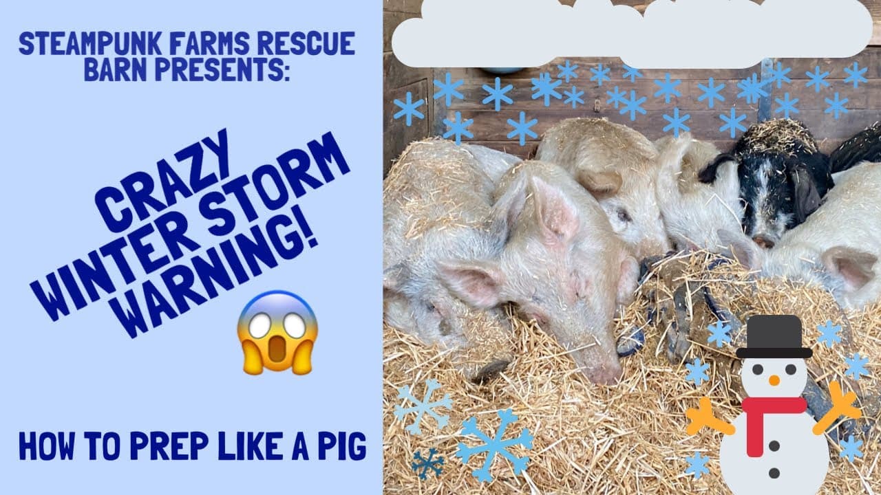 Three pigs nestle tightly together in a deep bed of golden straw inside a wooden barn stall, their pale pink and bristly bodies pressed close. A black-and-white animal, likely a small goat or piglet, is partially visible at the right edge of the group. The barn interior behind them is warmly lit, with rough wooden walls providing shelter. Decorative winter graphics — snowflakes, a cartoon cloud, and a snowman — have been overlaid on the image as part of a video thumbnail.