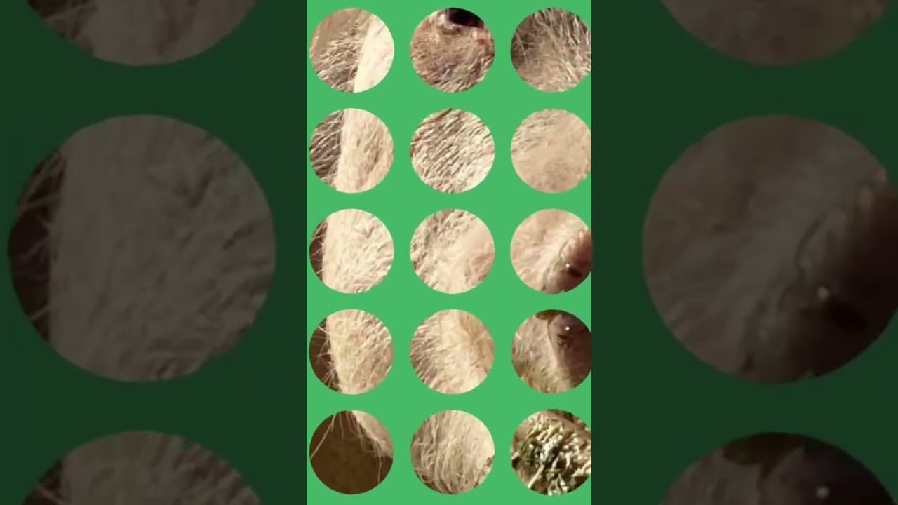 Snouts and more Snouts @ Steampunk Farms Rescue Barn