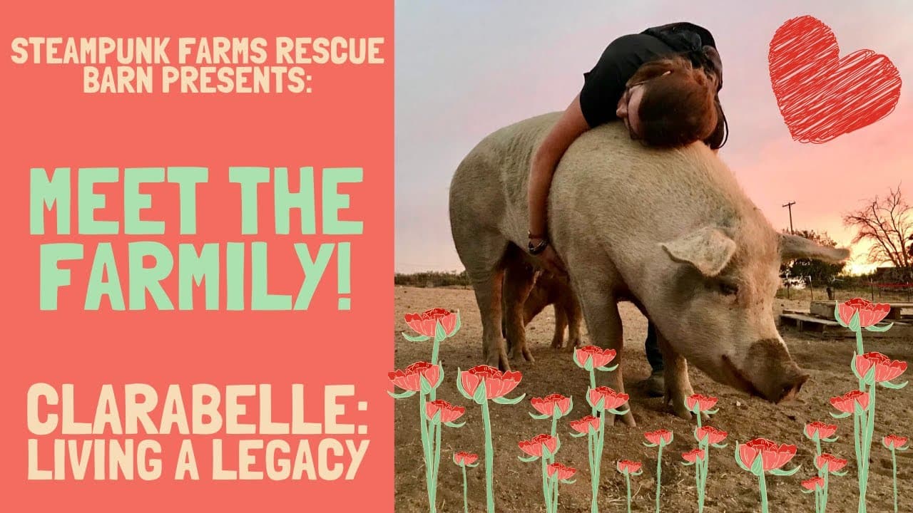 Clarabelle: A Twist of Fate Rescue and The Legacy You Didn't Know Until Now