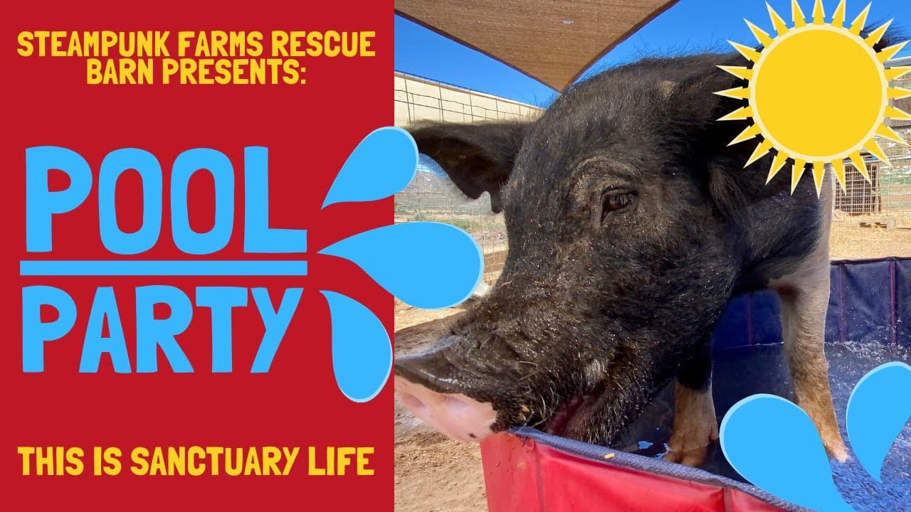 Piggy Pool Party! Summer Fun With Rescue Animals