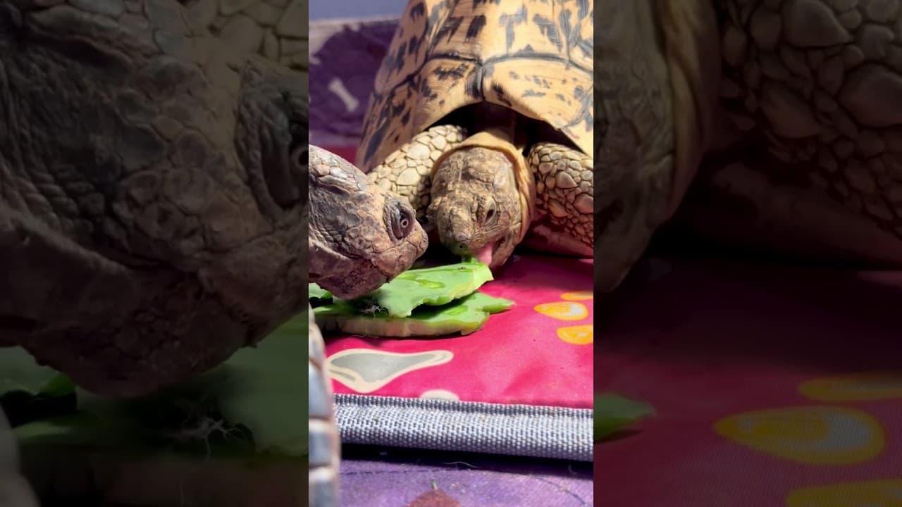 Dinosaurs Love Cactus @ Steampunk Farms Rescue Barn